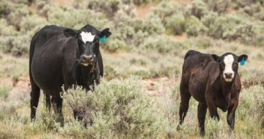 Texas Reports First Case Of Avian Flu In Human, Reportedly From Infected Dairy Cattle