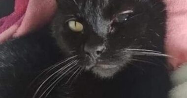 Pepe is home again after going missing from his home in East Kilbride for 16 days