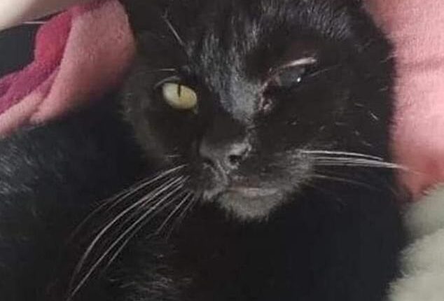 Pepe is home again after going missing from his home in East Kilbride for 16 days