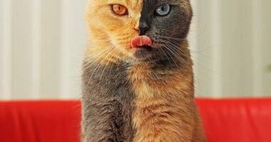 Domiino, a British shorthair cat from the Netherlands, has left people around the world swooning over her unique coat