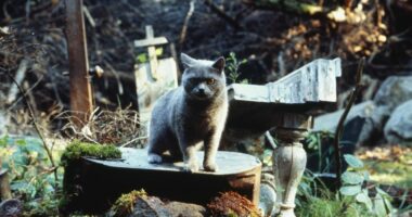 This Revealing Documentary Unearths the Wild Road to 'Pet Sematary'