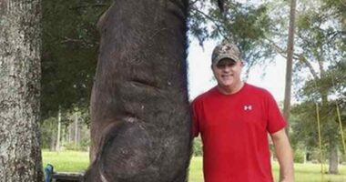 This Time It's Porcine-al and I'm Bacon You All to Be Careful – HotAir