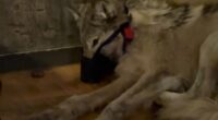 Disturbing video shows how a Wyoming hunter tortured and paraded a young wolf around the small-town bar back in February