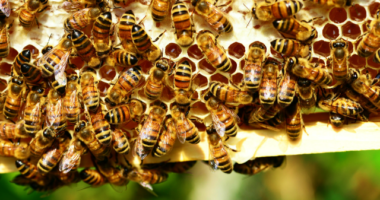 VIDEO: 'Monsters' in NC Toddler's Bedroom Wall Actually 50,000 Bees