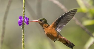 Wisconsin Bird Group Teaches Kids About The LGBT Wild Kingdom