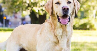 Research says larger dogs, such as Labradors and Golden Retrievers were mentioned in reports of scavenging (stock image)