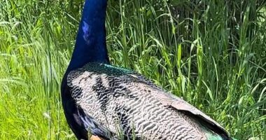 Alison and her family rescued River (pictured) nearly six years ago after he had been kept in a small box without sunlight and was found 'featherless and frightened'