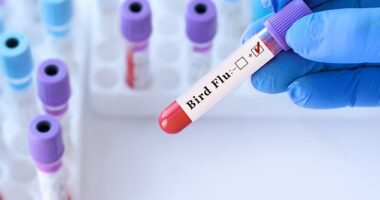 A person in Missouri has become the first American to be diagnosed with H5N1 bird flu without coming into contact with animals (stock)