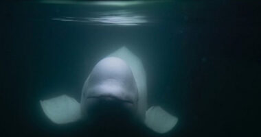 Beluga whale, thought to have been 'Russian spy', was shot dead, animal rights groups claim - Mothership.SG