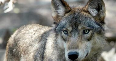 The last gray wolf was killed in the summer of 1924 after a government hunter named Frank Koehler shot it two times in Litchfield, about 75 miles outside of Lake Tahoe
