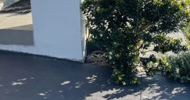 Can you spot the deadly danger found sheltering itself on the side of a garden bed in front of a home in Marsden Park, in Sydney's north-west on Sunday afternoon