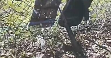 An image shared by law enforcement reveals that backpack, bag, GoPro camera and AK-47 rifle with scope that a suspected would-be assassin had staged outside of Donald Trump's golf course in West Palm Beach on Sunday