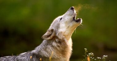 A British schoolboy suffers from 'species dysphoria' and identifies as a wolf