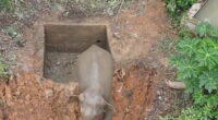 Wild elephant trapped in water pit rescued in China
