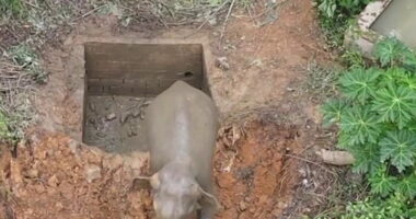 Wild elephant trapped in water pit rescued in China