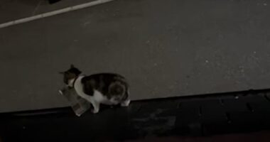 The footage begins by showing Megan Christian's cat climbing on to their roof in Penzance, Cornwall