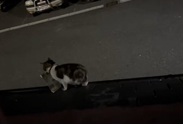 The footage begins by showing Megan Christian's cat climbing on to their roof in Penzance, Cornwall