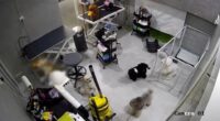 Pet groomers do not require licences but expected to uphold higher standards of animal welfare: MND - Mothership.SG