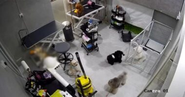 Pet groomers do not require licences but expected to uphold higher standards of animal welfare: MND - Mothership.SG