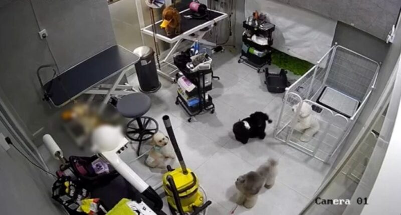 Pet groomers do not require licences but expected to uphold higher standards of animal welfare: MND - Mothership.SG