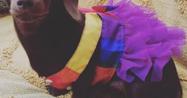 This is Pablo, the ¿gender-fluid¿ dachshund at the centre of an 18-month long legal battle against a woke council, which has cost taxpayers more than £63,000