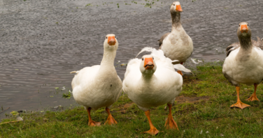 geese in front of a pond