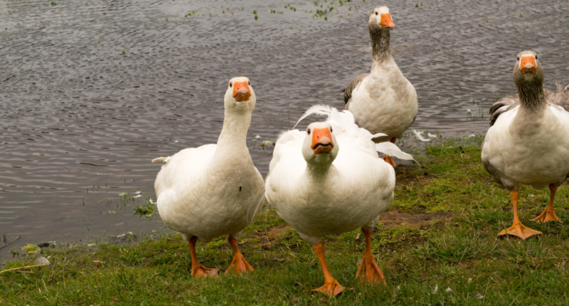 geese in front of a pond