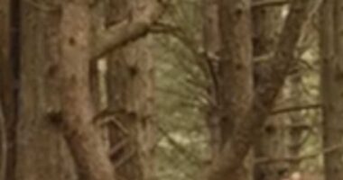 A clip from the emotional video showed Prince Louis (pictured) climbing a tree, while his mother Kate Middleton (pictured) watched on from the ground