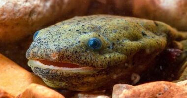 Scientists Seek to Preserve the Elusive 'Snot Otter' – RedState