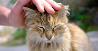Scientists uncover why petting your cat can be shocking