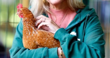 Sophie, Duchess of Edinburgh, seemed to be having the time of her life on Wednesday as she visited an animal sanctuary in Surrey. Pictured with 'Stumpy' the rescue chicken