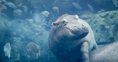 Thailand Has a New Baby Pygmy Hippo, and It's Stinkin' Adorable – RedState
