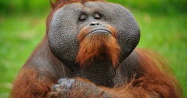 The market is getting less efficient. Copy this strategy from the ‘apes,’ says a veteran fund manager