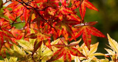 The plants you need in your garden to create that dazzling autumn leaf colour