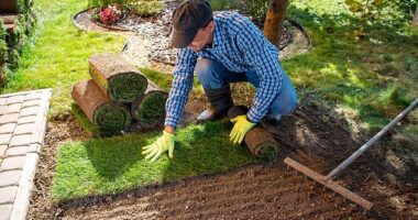 If you are thinking of creating a new lawn, or replacing an old one, the first decision you need to make is whether to sow it from seed or lay turf