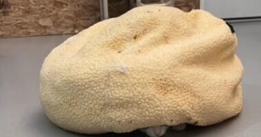 An adorable stray cat named Theodore shot to fame on the internet after his shelter posted videos of him hiding out a pillow 'shell' like a turtle