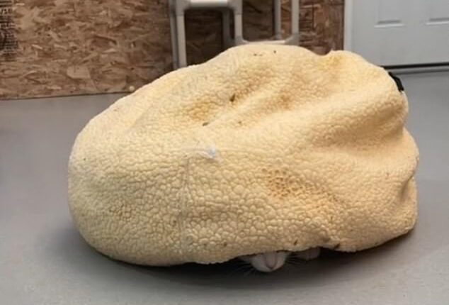 An adorable stray cat named Theodore shot to fame on the internet after his shelter posted videos of him hiding out a pillow 'shell' like a turtle