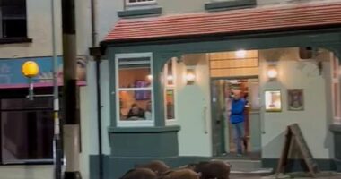 The five pigs were seen trotting near The Golden Lion in Cinderford, Gloucestershire, which is near the biggest population of boars in the UK - the Forest of Dean