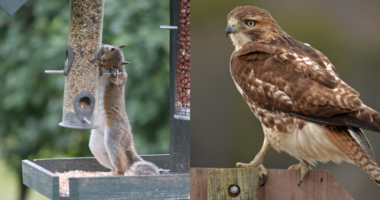 Hawk, squirrel eating from bird feeder