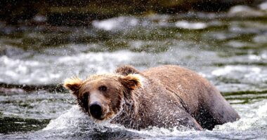 Fat Bear Week 2024 takes grisly turn as fatal fight is caught on camera