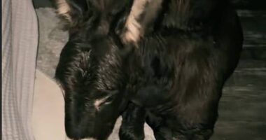 Florida family brings donkey in bedroom to ride out Hurricane Milton in the dark as nearly 3 million lose power