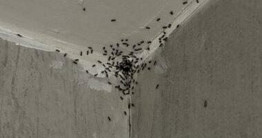 A picture taken by Lewis and Christopher an insect infestation in the communal pool bar toilet