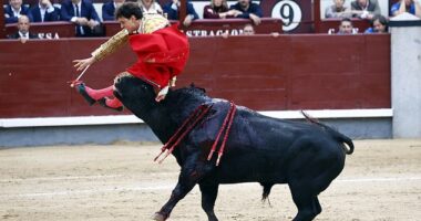 Peruvian bullfighter - Andrés Roca Rey - has been labeled the 'world's worst matador' after he was brutally gored to his bum and leg during his debut clash in Madrid