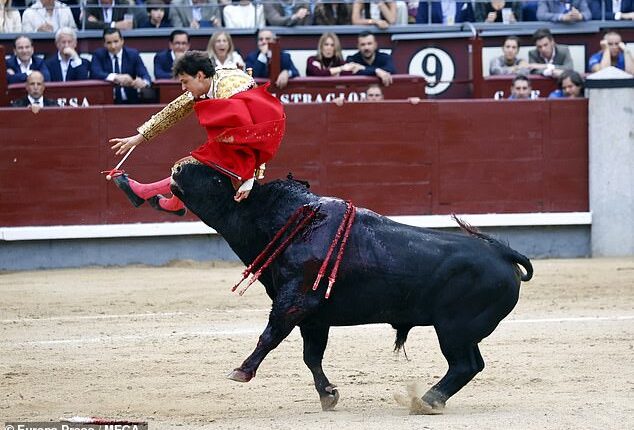 Peruvian bullfighter - Andrés Roca Rey - has been labeled the 'world's worst matador' after he was brutally gored to his bum and leg during his debut clash in Madrid