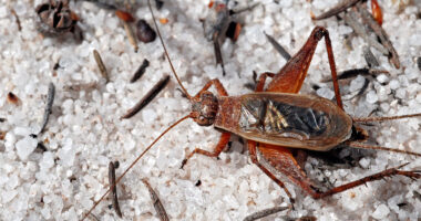 Insect Attack by Militant Trannies Disrupts ‘LGB Alliance’ Conference.