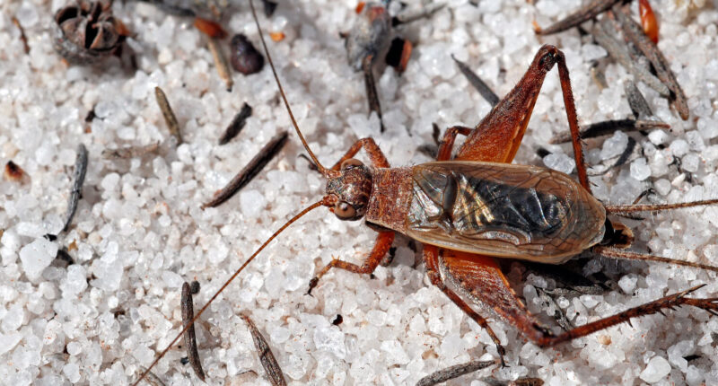 Insect Attack by Militant Trannies Disrupts ‘LGB Alliance’ Conference.