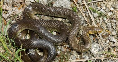 The aesculapian snake, which can grow up to 6ft in length, is native to the warmer areas of Europe, but have been found in parts of Wales and London