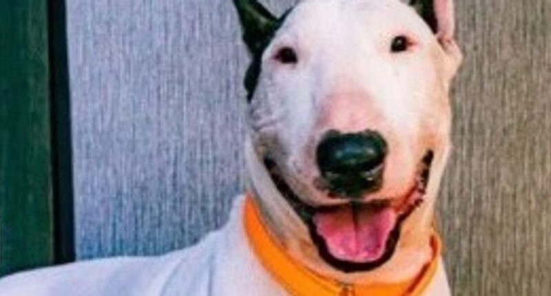 Man Accused Of Tying Dog To Fence Amid Hurricane Faces Animal Cruelty Charge