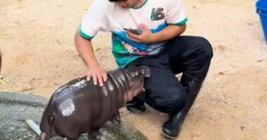 Baby hippo Moo Deng has been named 'feisty' and 'mean' by fans after a video showing her playfully nipping a handler goes viral