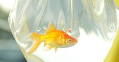 Dorset council has become the latest local authority to ban live animals including goldfish being given away as prizes at fairgrounds